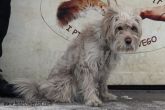 21.01.2014 KRUSZWICA PIES 55415